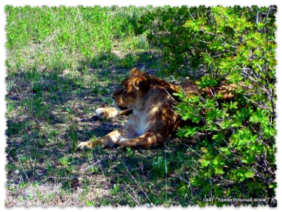 парк львов в Крыму