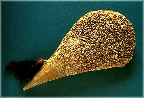 морская ракушка Pinna Nobilis