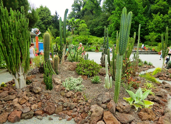 кактусы в парке Майнау