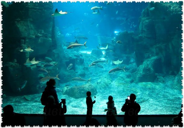 Стамбульский аквариум Флория