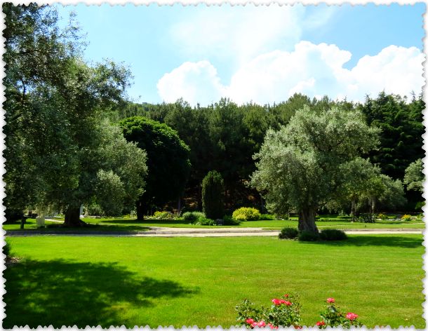 olivkovaja roshha v parke Paradiz