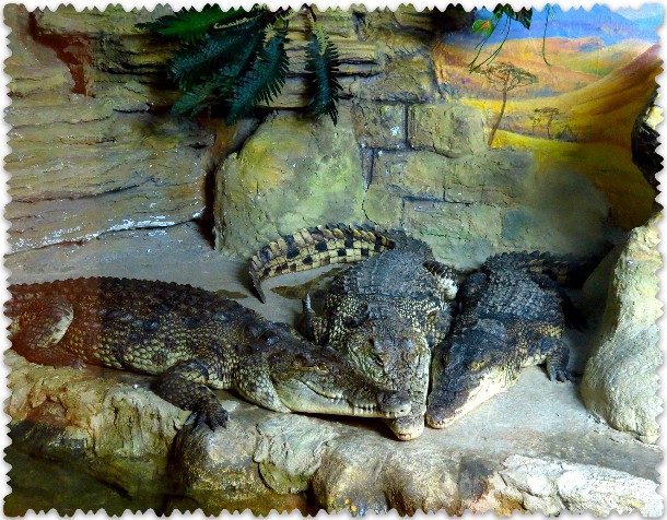 krokodilovaja ferma v Jalte