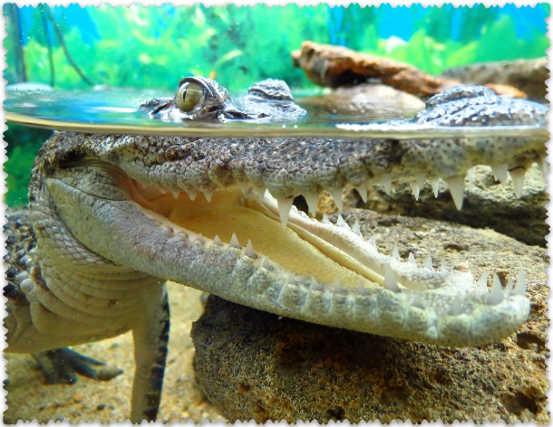 Jaltinskij krokodiljarium