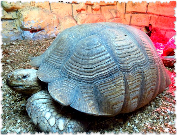 черепаха шпороносная