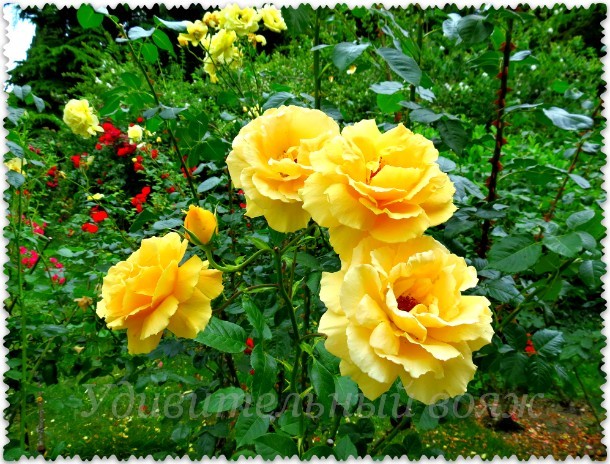 Parad roz yv Nikitskom botanicheskom sadu