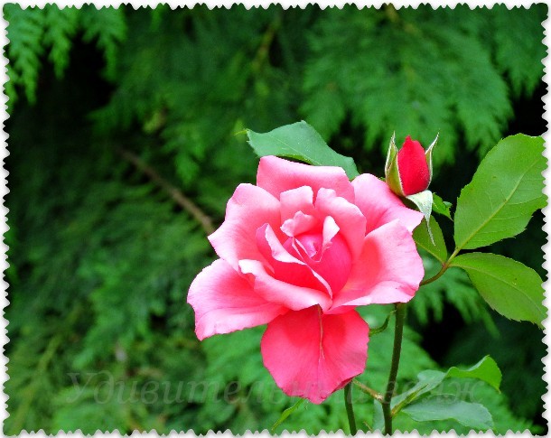 parad roz v Jalte