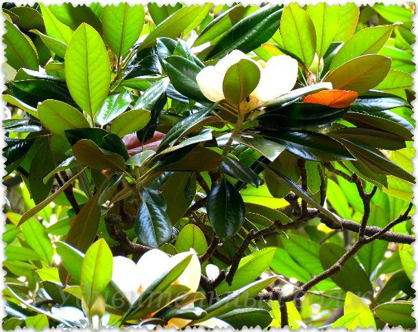 magnolija v Nikitskom botanicheskom sadu