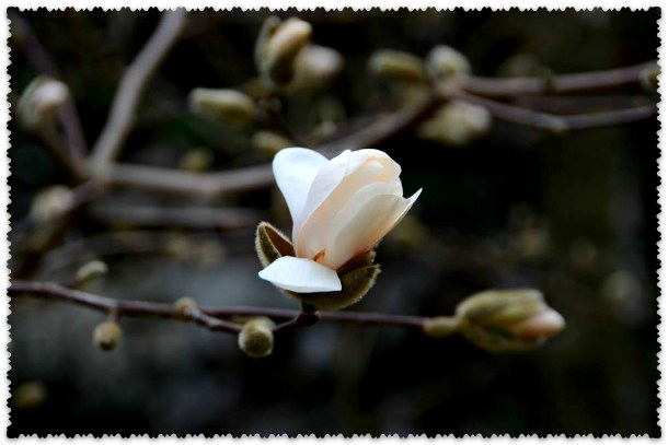 magnolija v marte v Nikitskom sadu