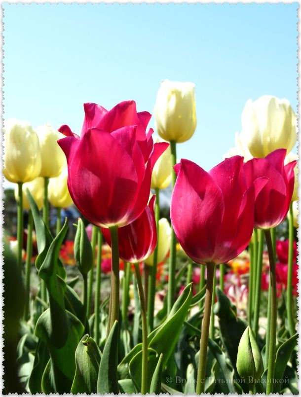розовые тюльпаны на выставке в Ялте