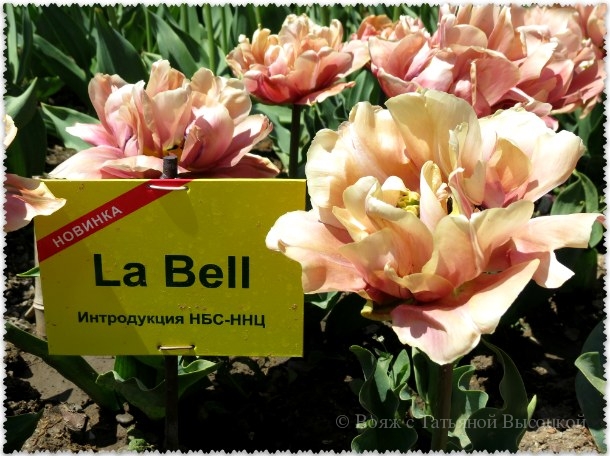 тюльпан La Bell