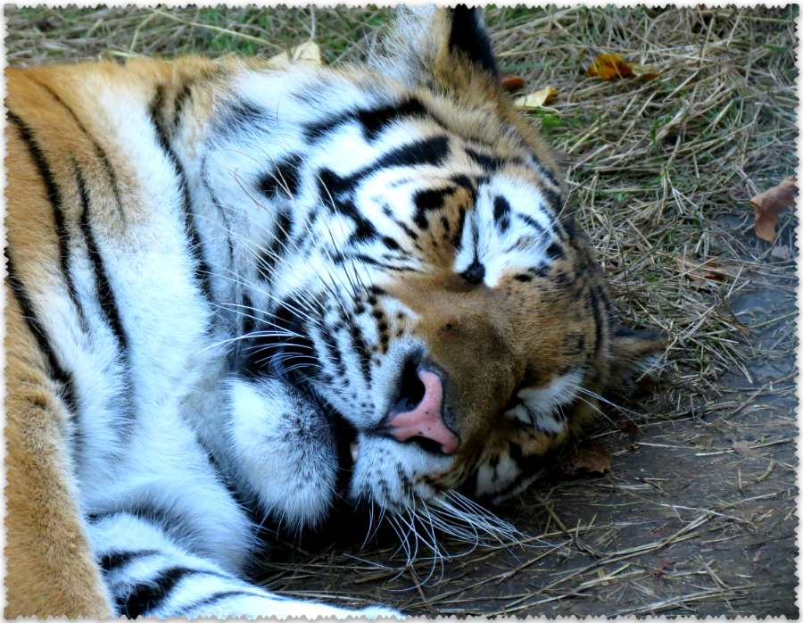 тигры в сафари-парке "Тайган"