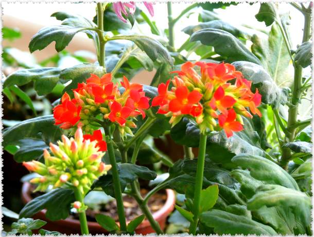 cvety v oranzherei Caricyno