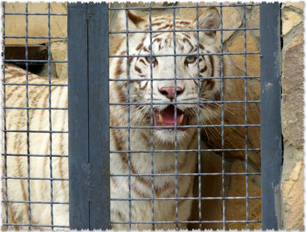 белый тигр в парке Тайган