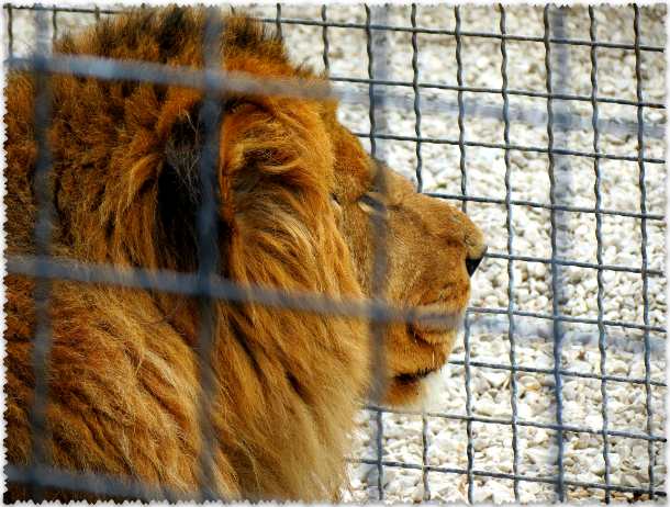 львы в закрытом парке Тайган