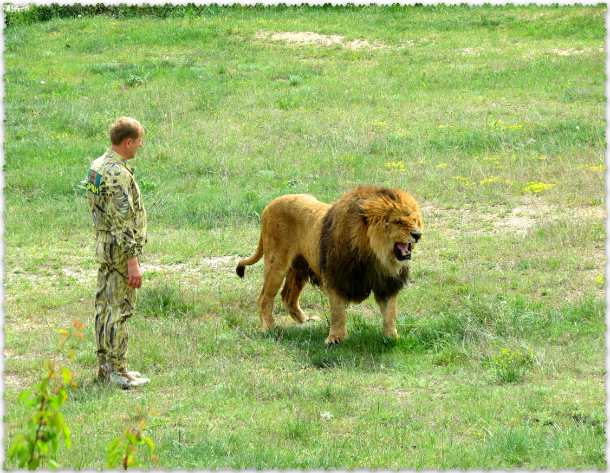 Otkrytie v safari-parke «Tajgan»