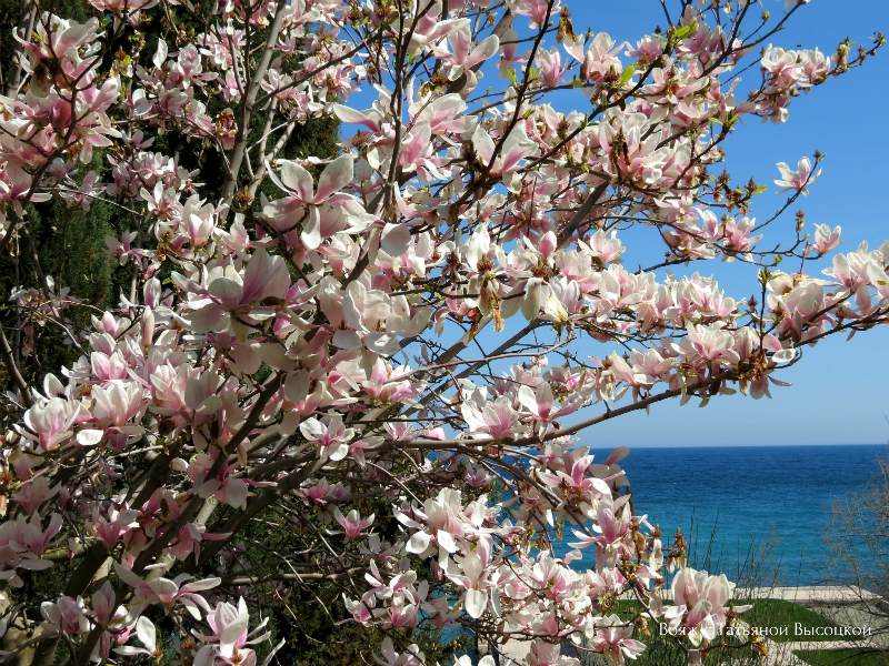 magnolija v Krymu