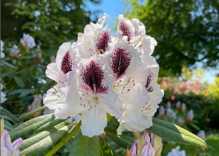 Mainau Rhododendron