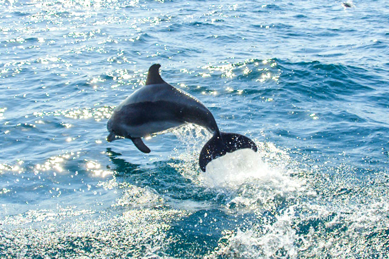 Где увидеть дельфинов в Крыму
