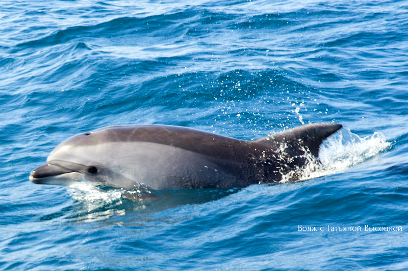 где увидеть дельфинов в Крыму