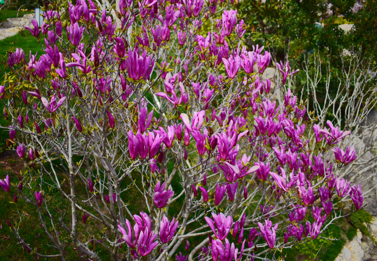 magnoliya liliecvetnaya